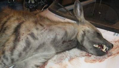 نهاية لغز  الوحش الكاسر في عجلون كانت بعدة رصاصات