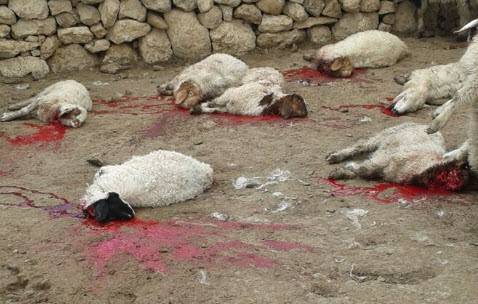 الطفيلة: ذئب يفترس 39 رأسا من الأغنام في بصيرا