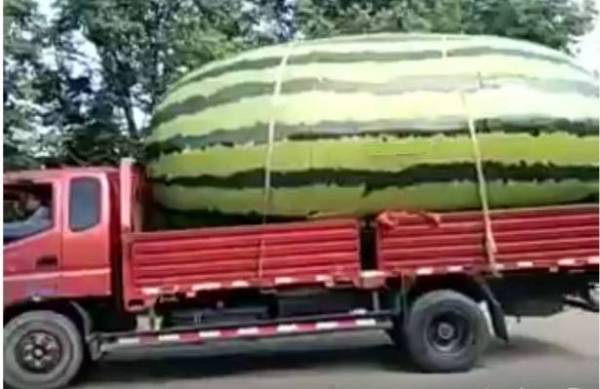 بالفيديو: شاهد أكبر بطيخة بالعالم!