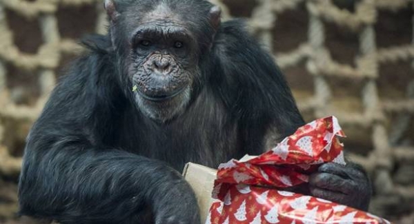 الشيمبانزي يمارس طقوس جنائزية