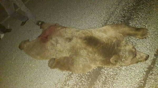 ما حقيقة الدب الذي تسبب بحادث سير في جرش؟(بالصور)