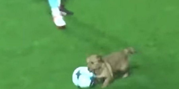 كلب عنيد يقتحم ملعبا لكرة القدم ويسرق الكرة (فيديو)