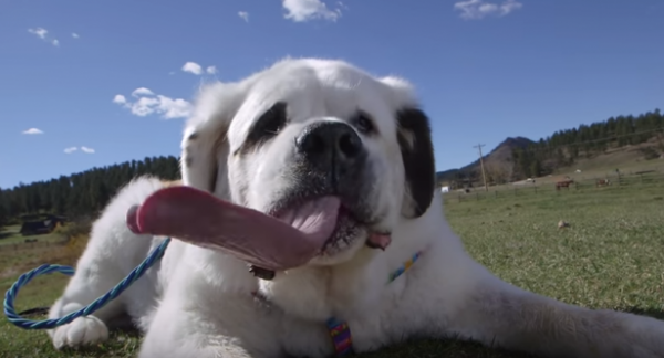 فيديو  كلبة تدخل غينيس بأطول لسان في العالم