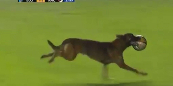 كلب يقتحم ملعبًا ويسلب الكرة (فيديو)