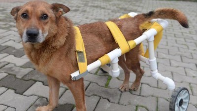 تركي يتبرع بدراجة لإعانة كلب مصاب على المشي
