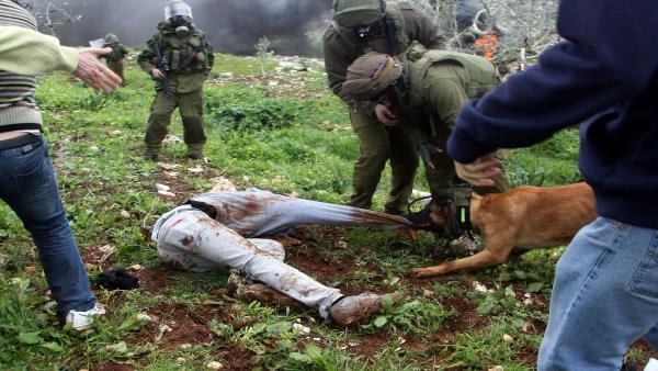 الكلاب المدربة... أداة الاحتلال لمطاردة الفلسطينيين بلا مخاطر
