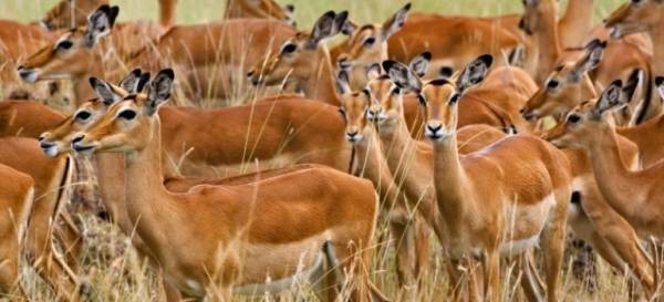 الزراعة تكشف لـأخبار البلد كواليس قضية الغزلان المفقودة