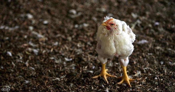 ثورة دجاج تفتك بحيوان مفترس