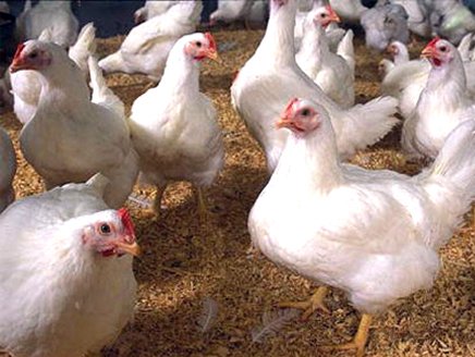 الصناعة والتجارة تكثف الرقابة على أسعار الدجاج