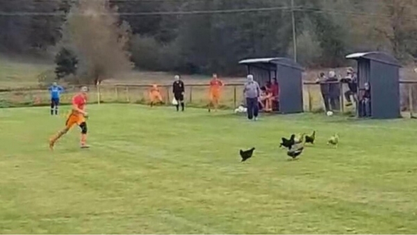 لاعب يُطرد بعد ركله دجاجة حتى الموت (فيديو)