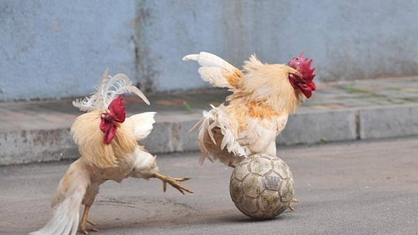 مهاجم يتلقى دجاجة حيّة مكافأة بعد تألقه (صور)