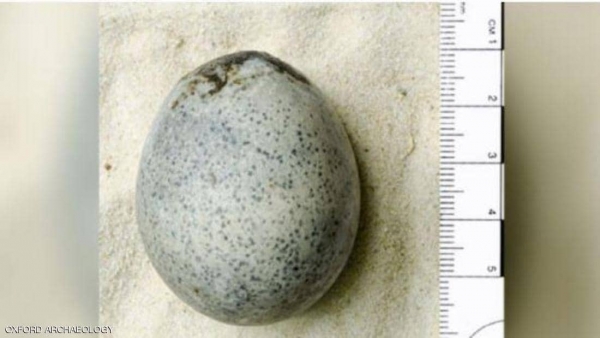 عثروا على بيض عمره 1700 عام .. ثم كسروه بالخطأ