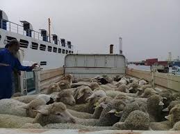 ضبط باخرتان محملتان باغنام والتحفظ عليهما في العقبة