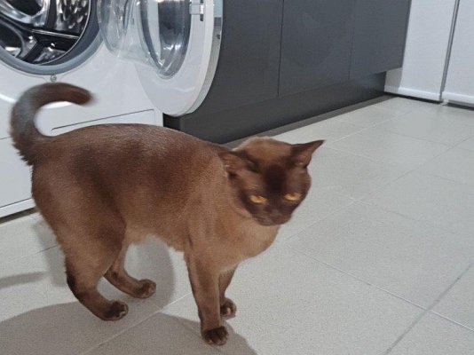 قط يغسل في غسالة وينجو