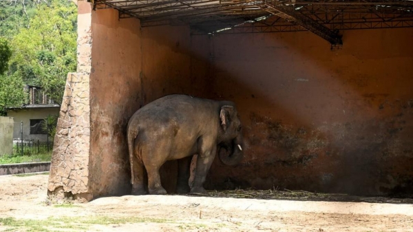 لمعاناته من الوحدة في باكستان.. نقل فيل جواً إلى كمبوديا
