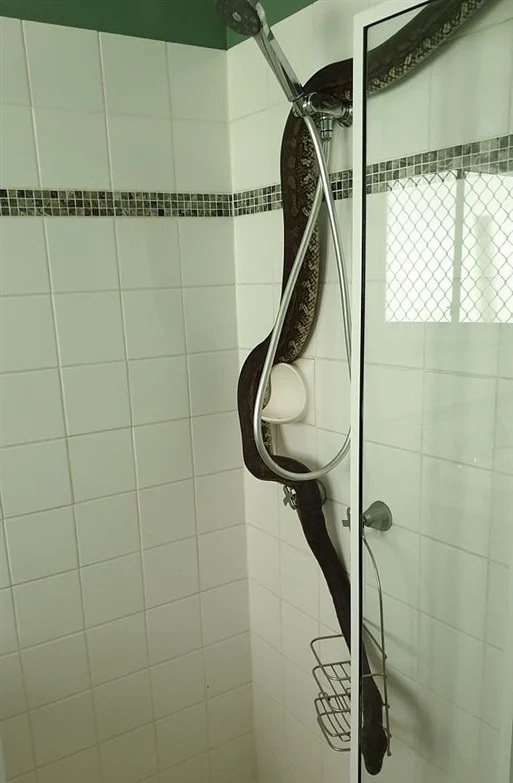 بالصور.. ثعبان ضخم يظهر لإمرأة فجأة أثناء الإستحمام