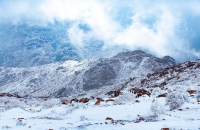 السعودية.. ثلوج نادرة تكسو جبال اللوز في تبوك (فيديو)