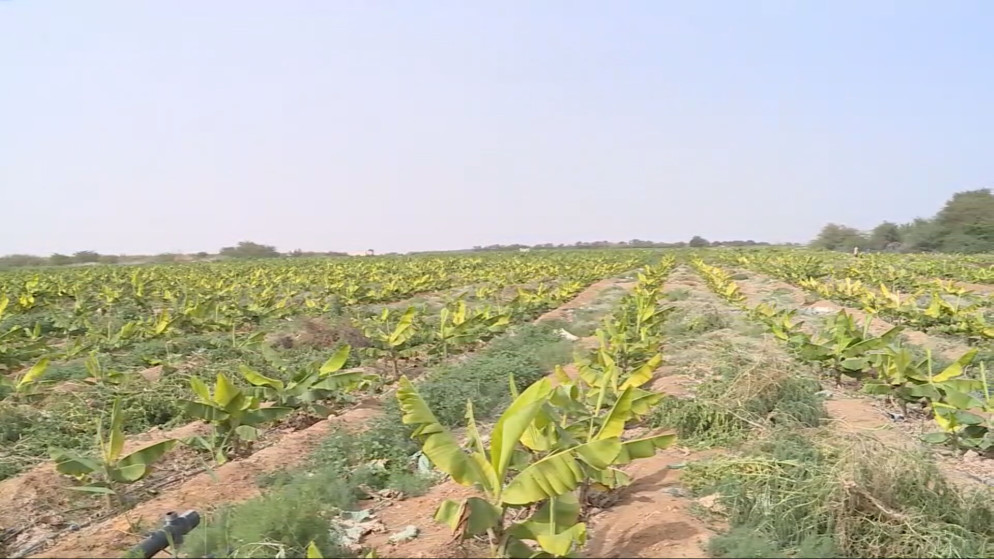 الزراعة: استيراد الموز إجراء لسد النقص وحماية المنتج المحلي قبل ذروة الإنتاج