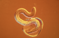 الولايات المتحدة تواجه طفيليا آكلا للحوم قادما من المكسيك