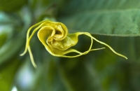 نفس الشيطان.. وثائق تكشف اهتمام إبستين بنبات سام يحول الضحايا إلى زومبي!