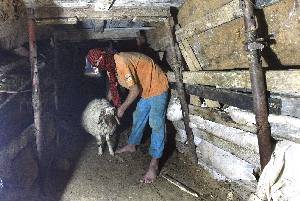 الفلسطينيون يلجأون لتهريب خروف العيد ويقاطعون الإسرائيلي