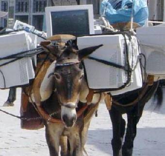 محاولة تهريب مرجان وأسماك نادرة على الحمير