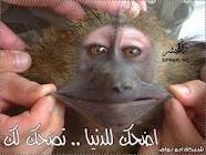 اجمل 100 مقطع مضحك  فيديو