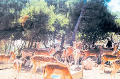 غابات دبين بين قطع للاشجار وحفر للمشاريع وغزلان مجهولة المالك