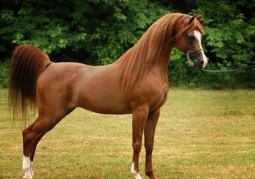 رجل يعاشر انثى حصان ويتسبب بأجهاضها ثم موتها ومالكها يقاضيه