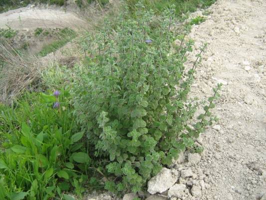 فوائد الزعتر ، أكثر من 20 فائدة أكتشفها معنا