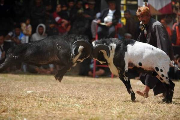 قرون الماعز والبقر موضوع تصويت في سويسرا