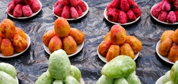 تعرف على فوائد الصبر (التين الشوكي)