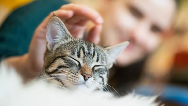 ‫تعرف إلى أعراض حساسية القطط