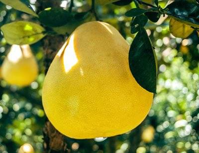 8 فوائد صحية في البوملي