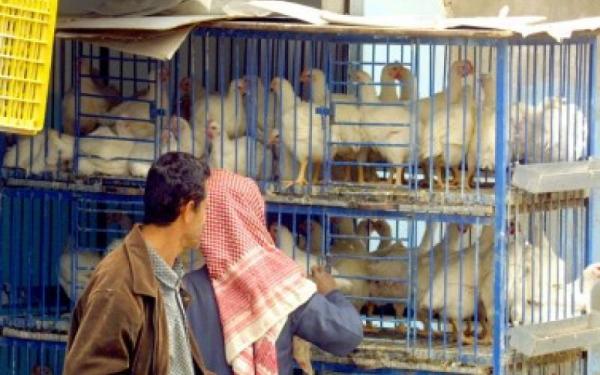 الحكومة ترفع السقوف السعرية لدجاج النتافات إلى 165 قرشا