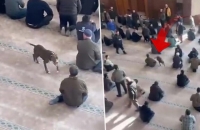 كلب من نوع بيتبول يقتحم مسجدا تركيا ويثير هلع المصلين (فيديو)