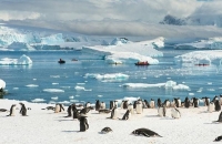 كرة الموت في أعماق الجليد .. علماء يكتشفون كائنات بحرية غير مسبوقة