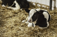 ظاهرة نادرة.. ولادة عجل برأسين في لبنان (صورة)